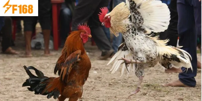 เคล็ดลับการเลือกไก่ชนที่แม่นยำในสังเวียน F168