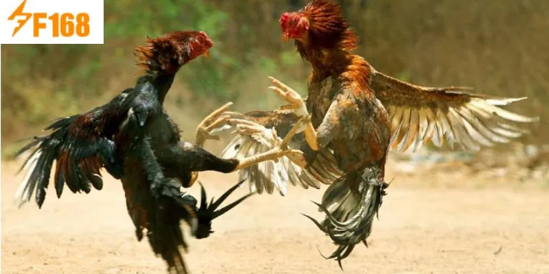 ไก่ชนผู้กล้าในศึกชนไก่ F168 สุดยอดระดับพรีเมียม